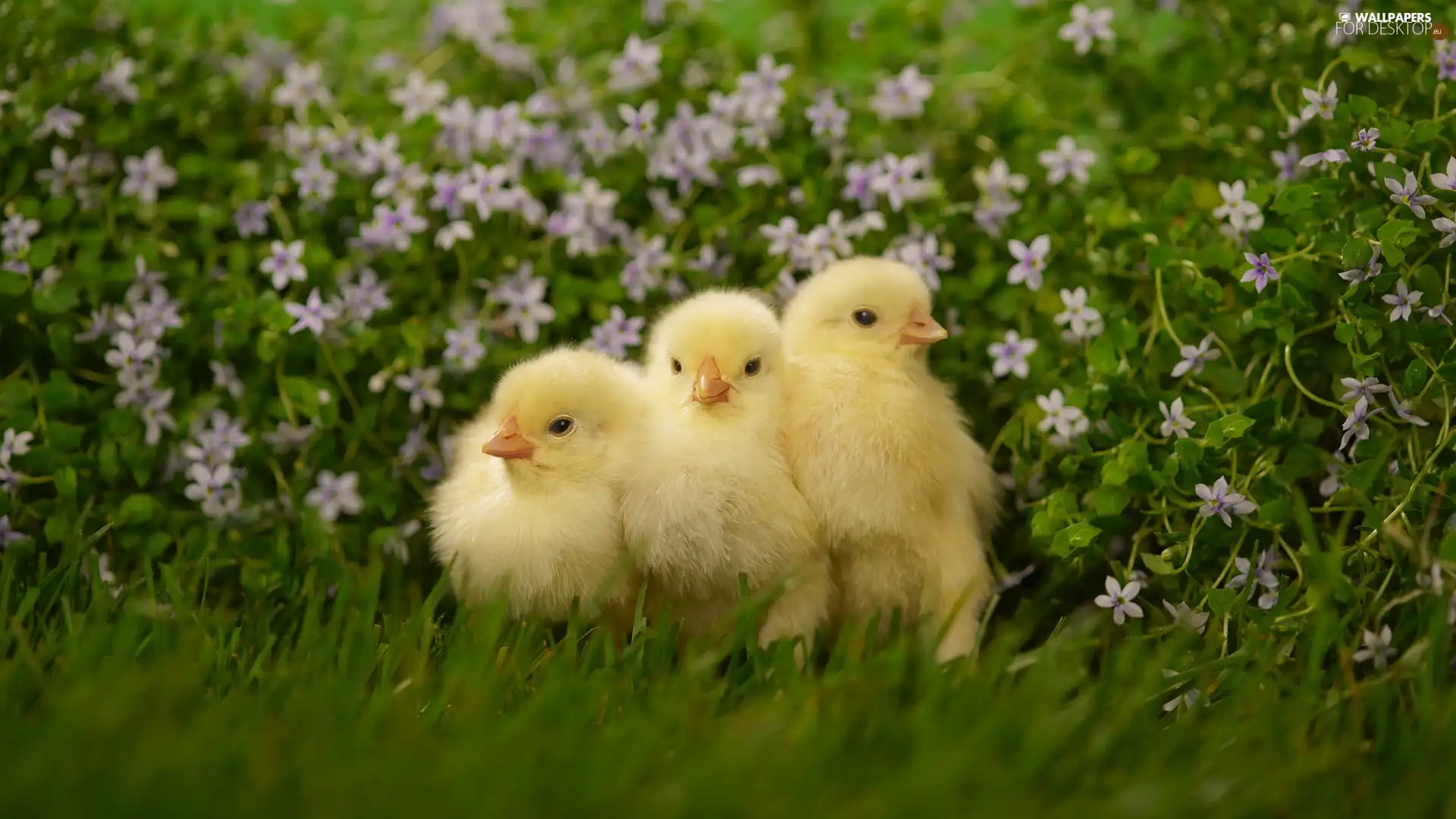 Three, chickens