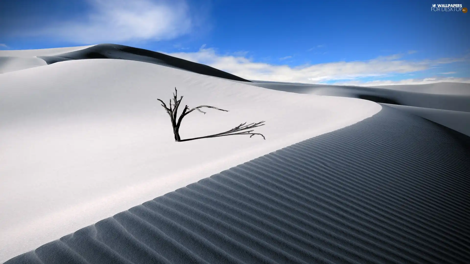 Dunes, sapling, Sand, embers, Desert