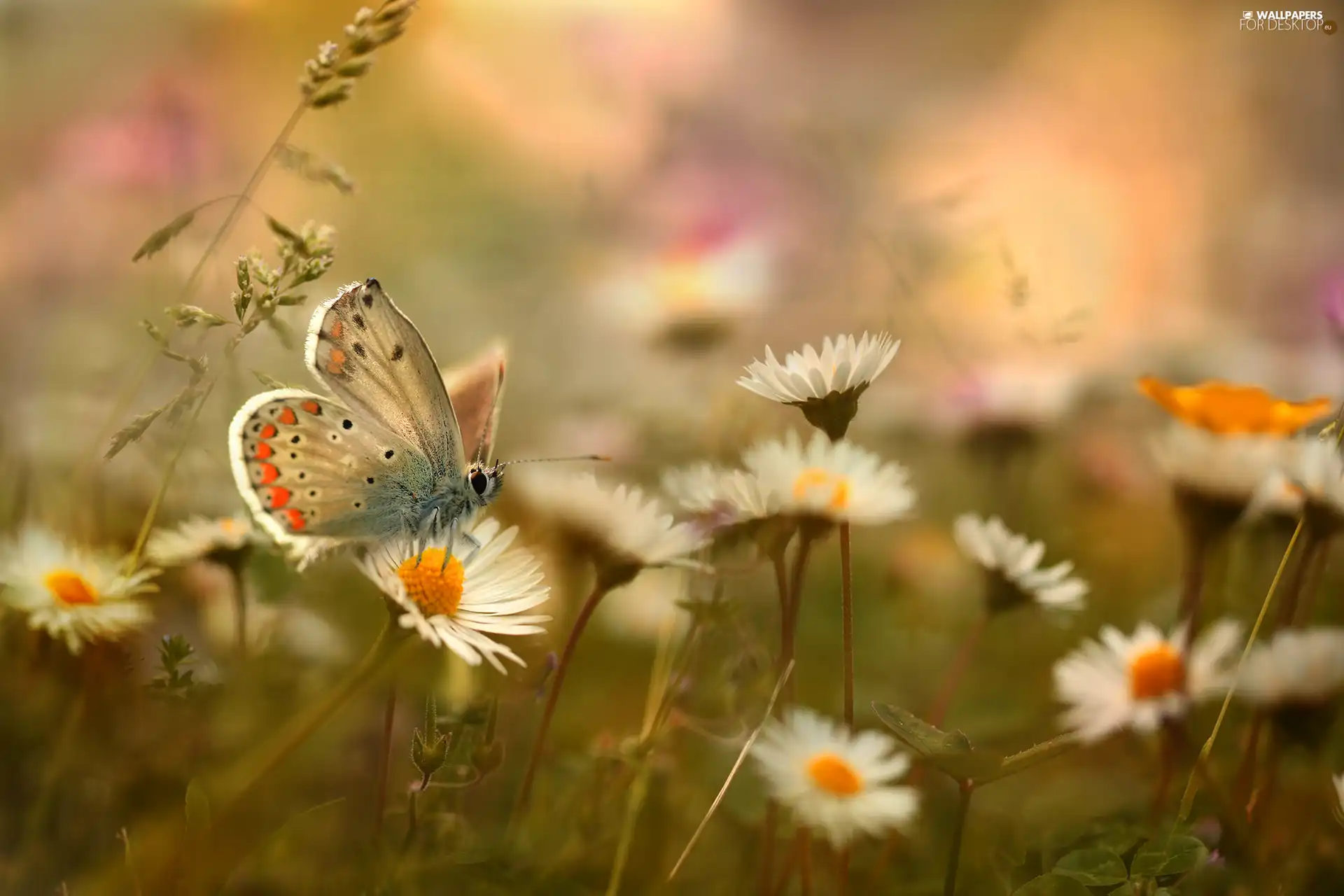 butterfly, daisies, Flowers, Dusky