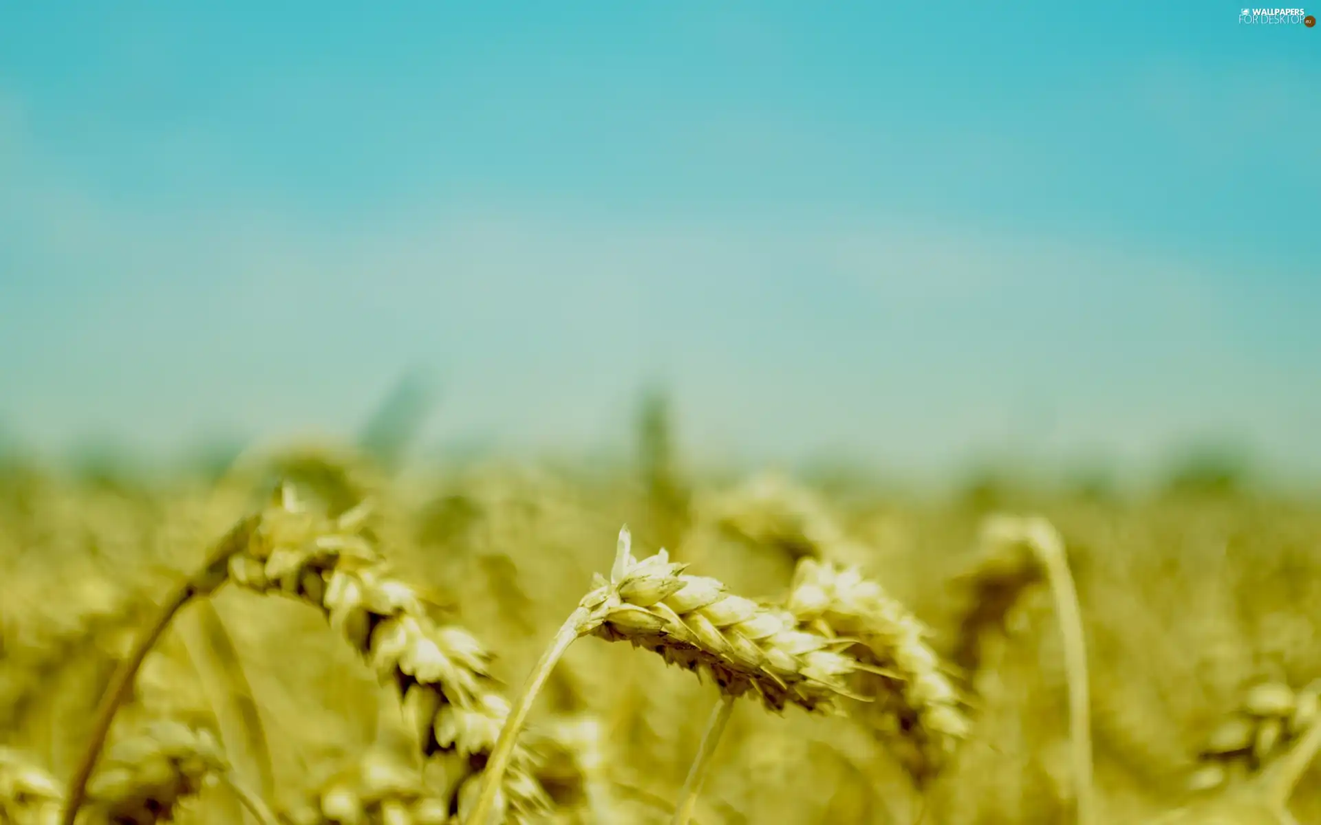 Field, Ears