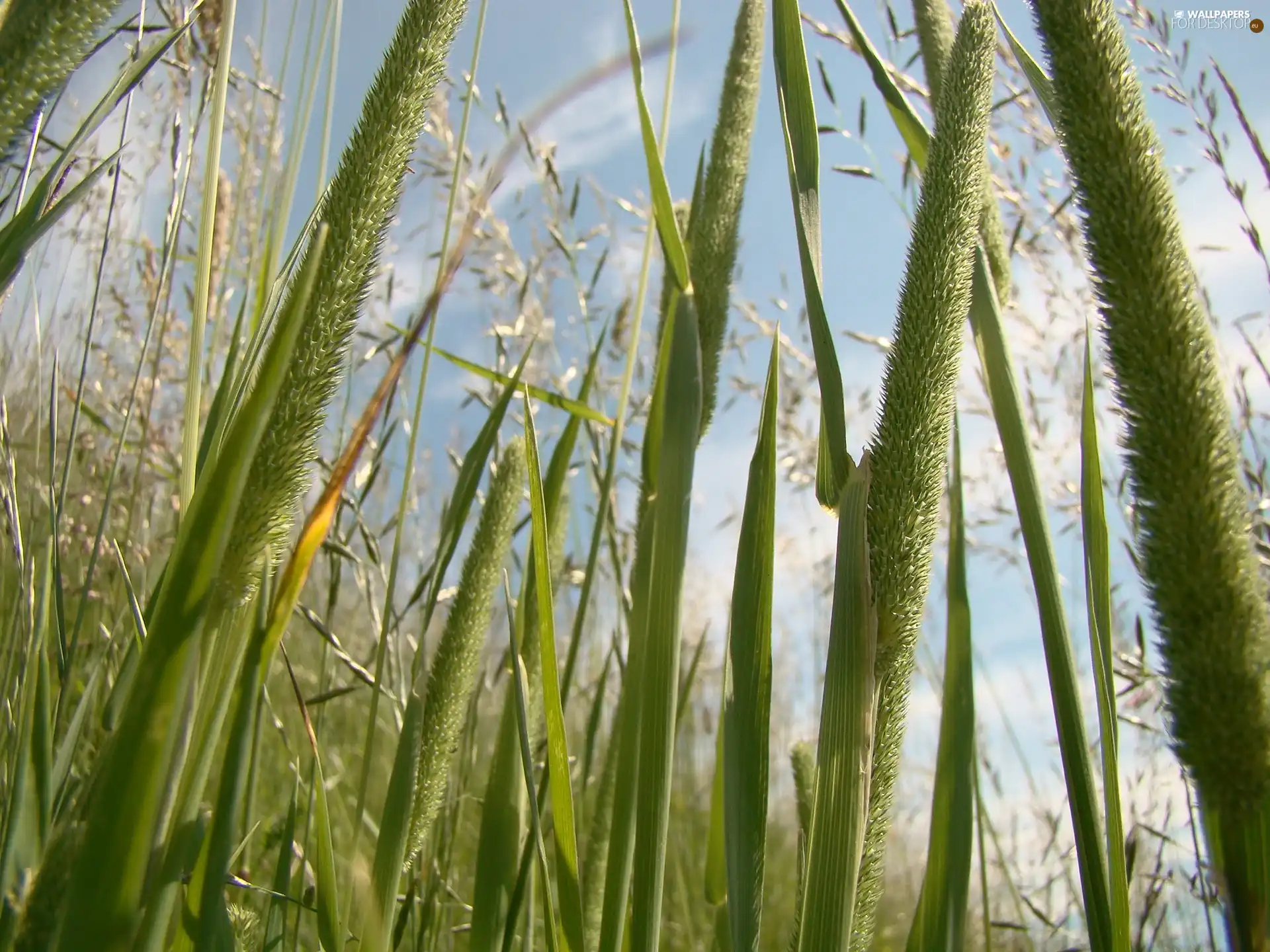 grass, Ears