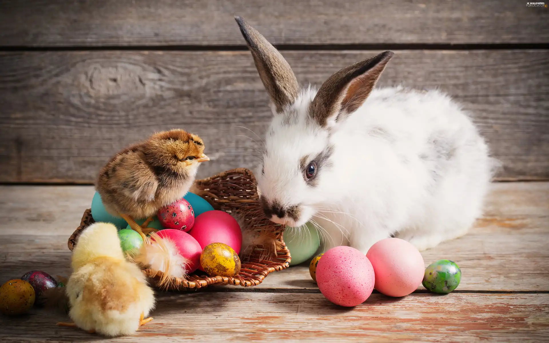 basket, Easter, chickens, eggs, Rabbit