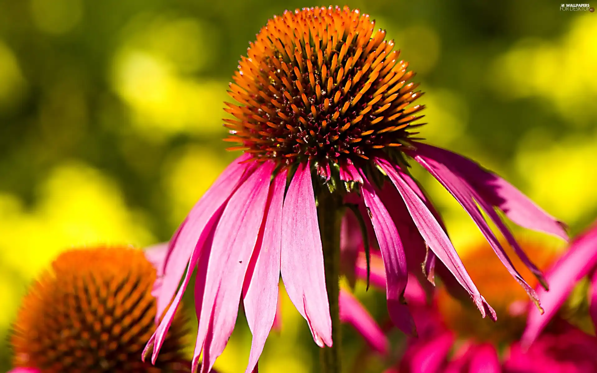 echinacea