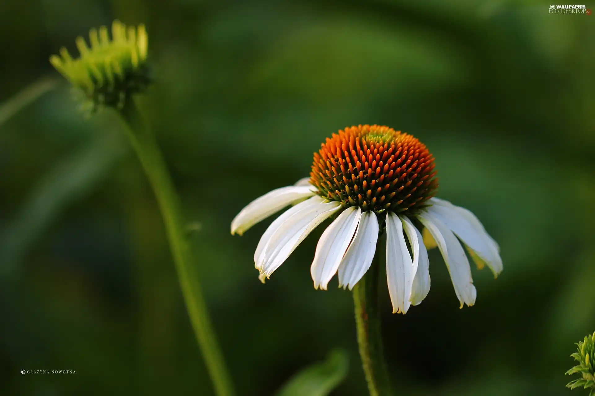 Colourfull Flowers, White, echinacea