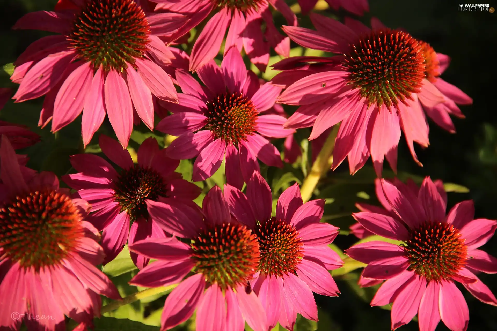 Pink, echinacea
