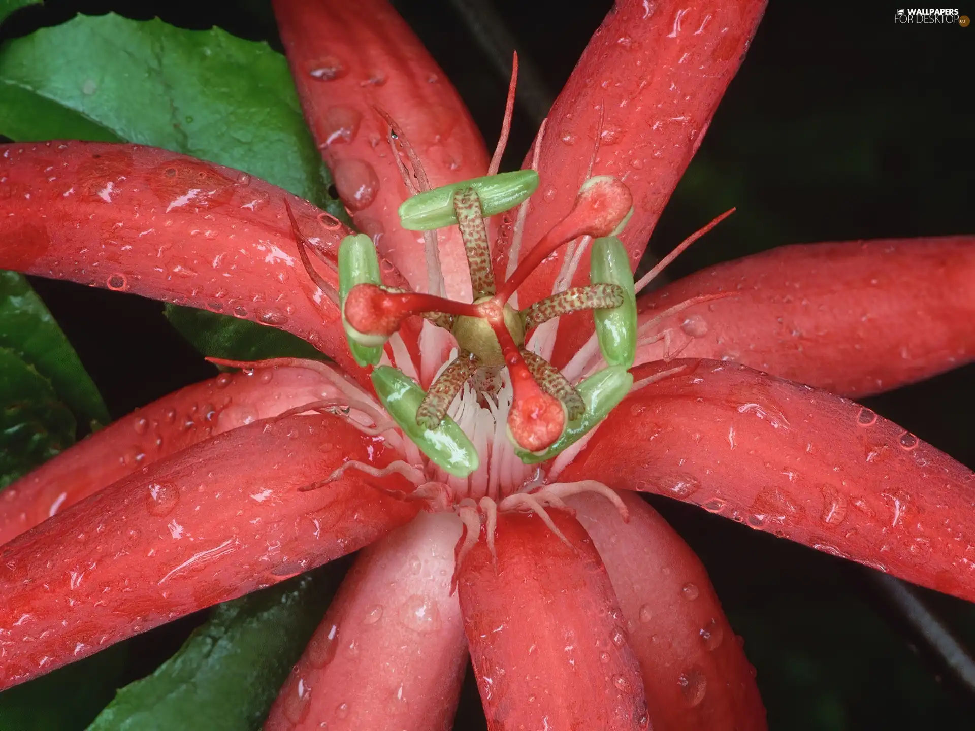 Red, Red Passion, Ecuador, Colourfull Flowers