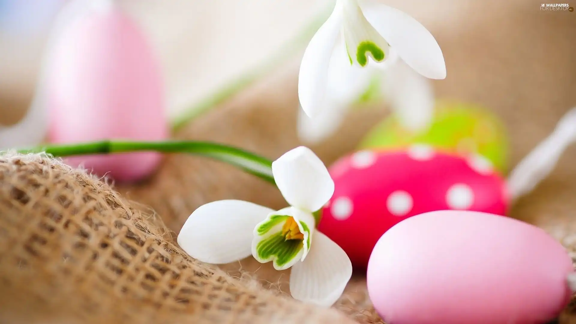 eggs, snowdrops, easter