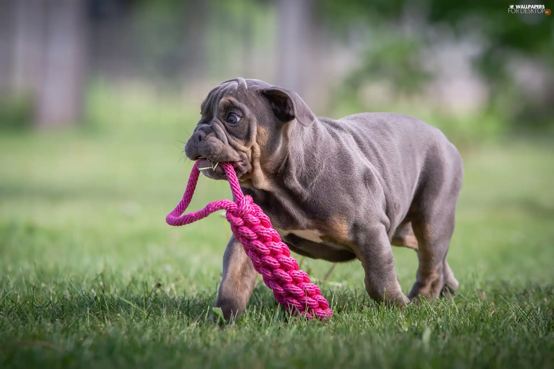 Teether, toy, Puppy, English Bulldog, dog - For desktop wallpapers ...