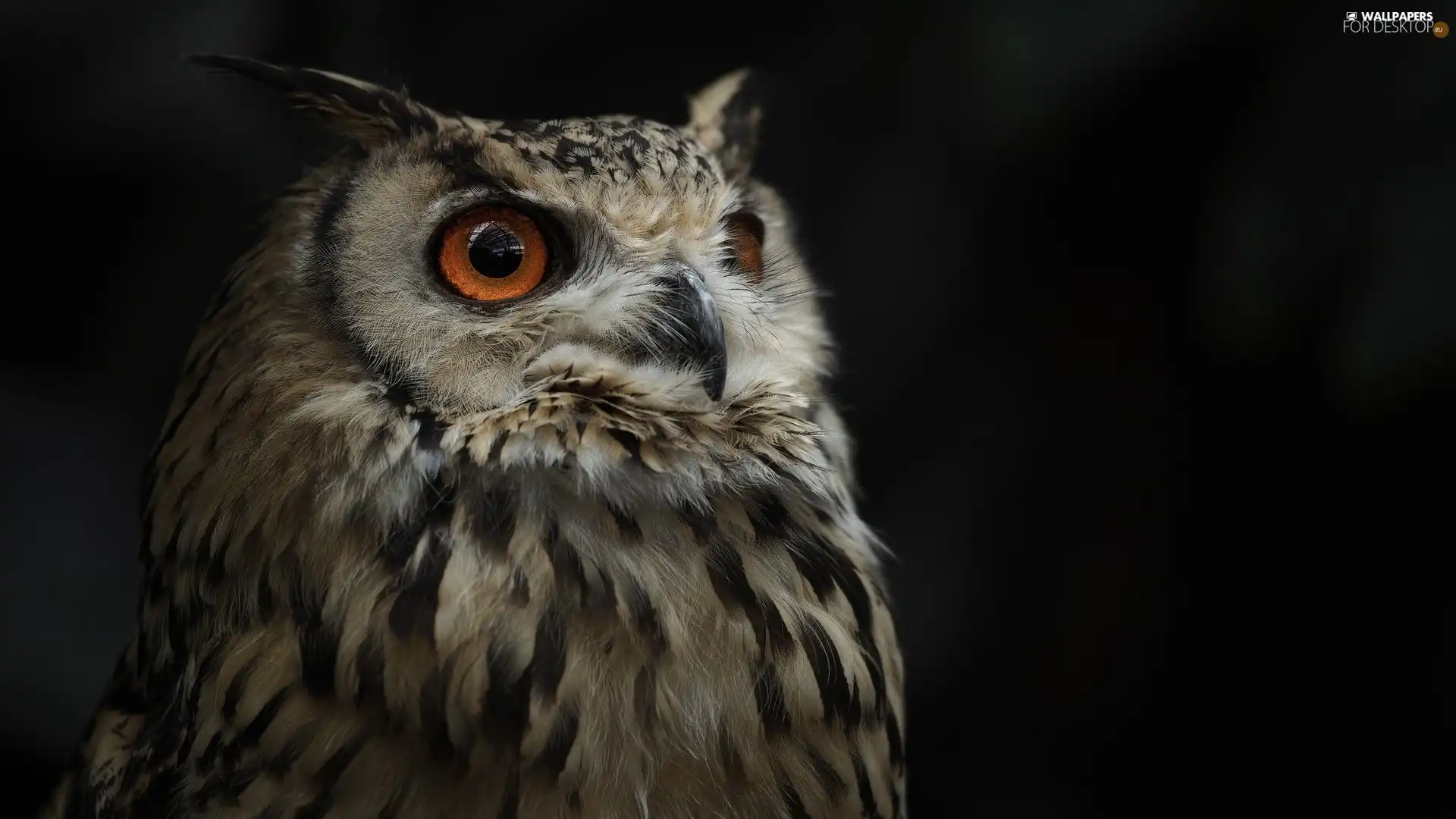 owl, Eurasian Eagle-Owl