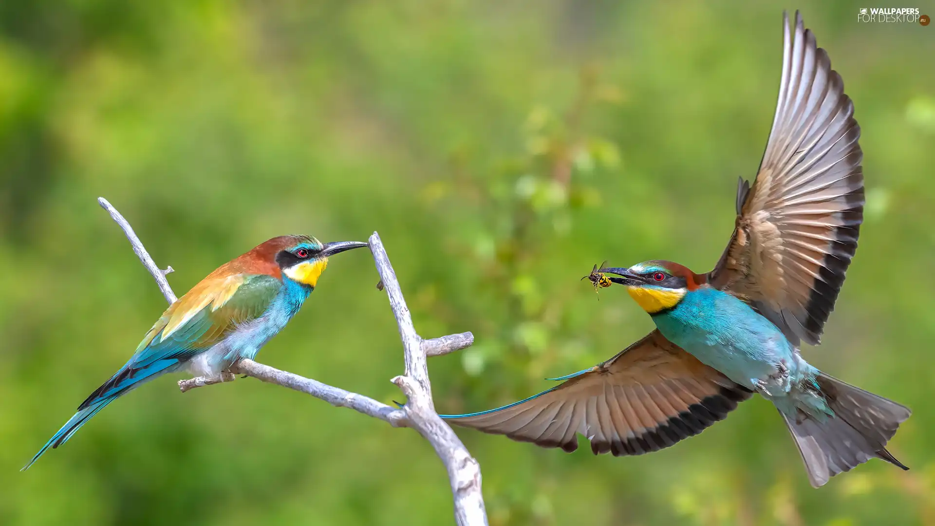 European bee-eater, Two cars, wings, Twigs, spread, birds