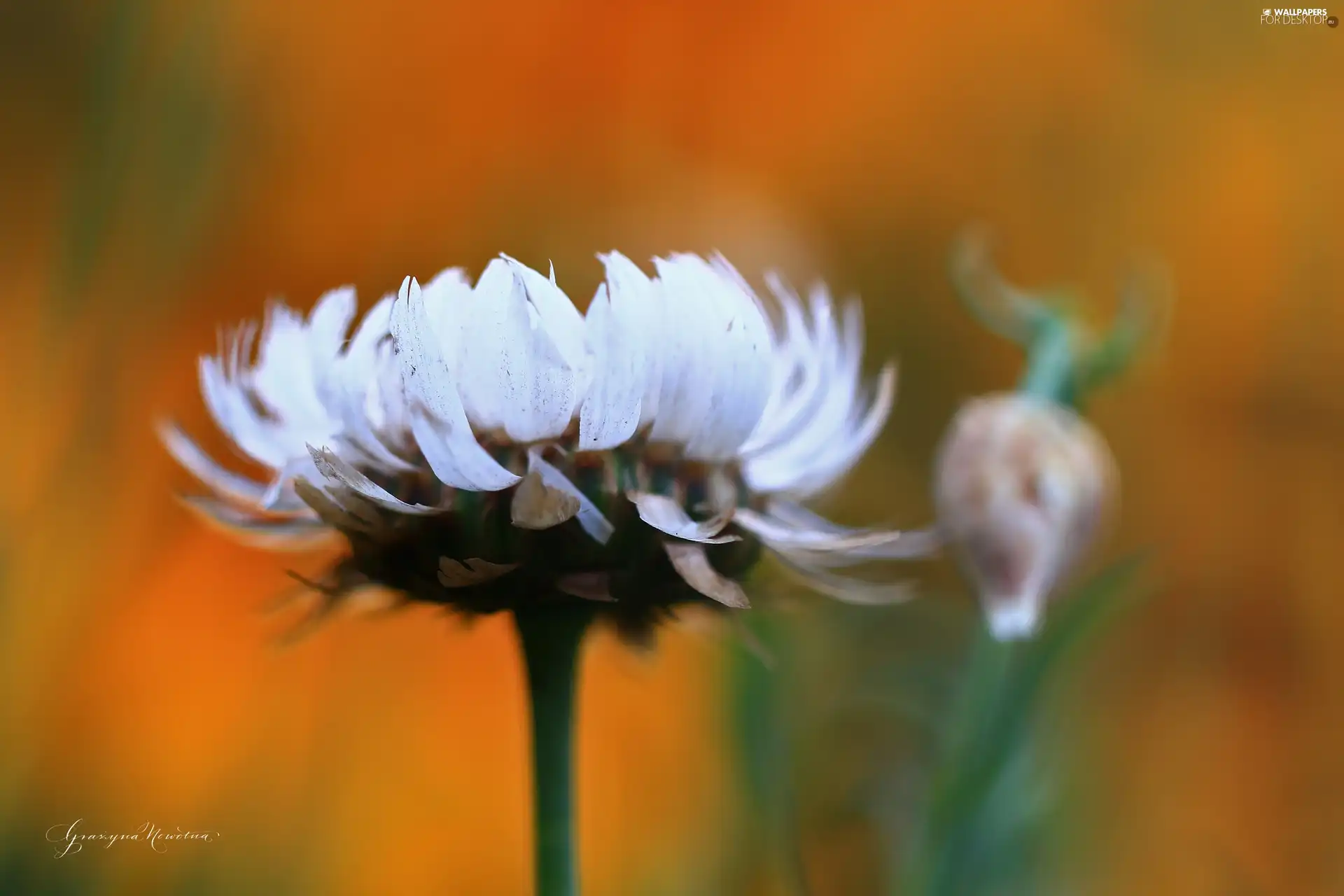 Colourfull Flowers, Kocanka garden, everlasting