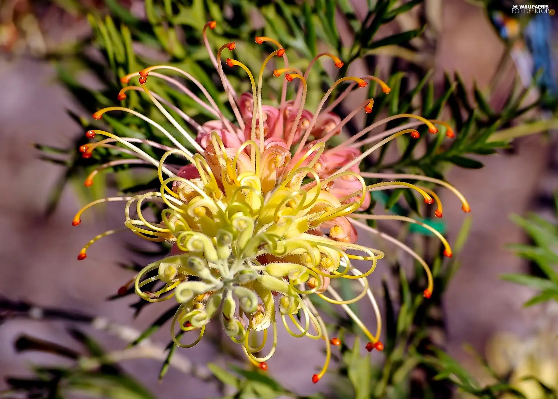 Colourfull Flowers, Grevillea, exotic