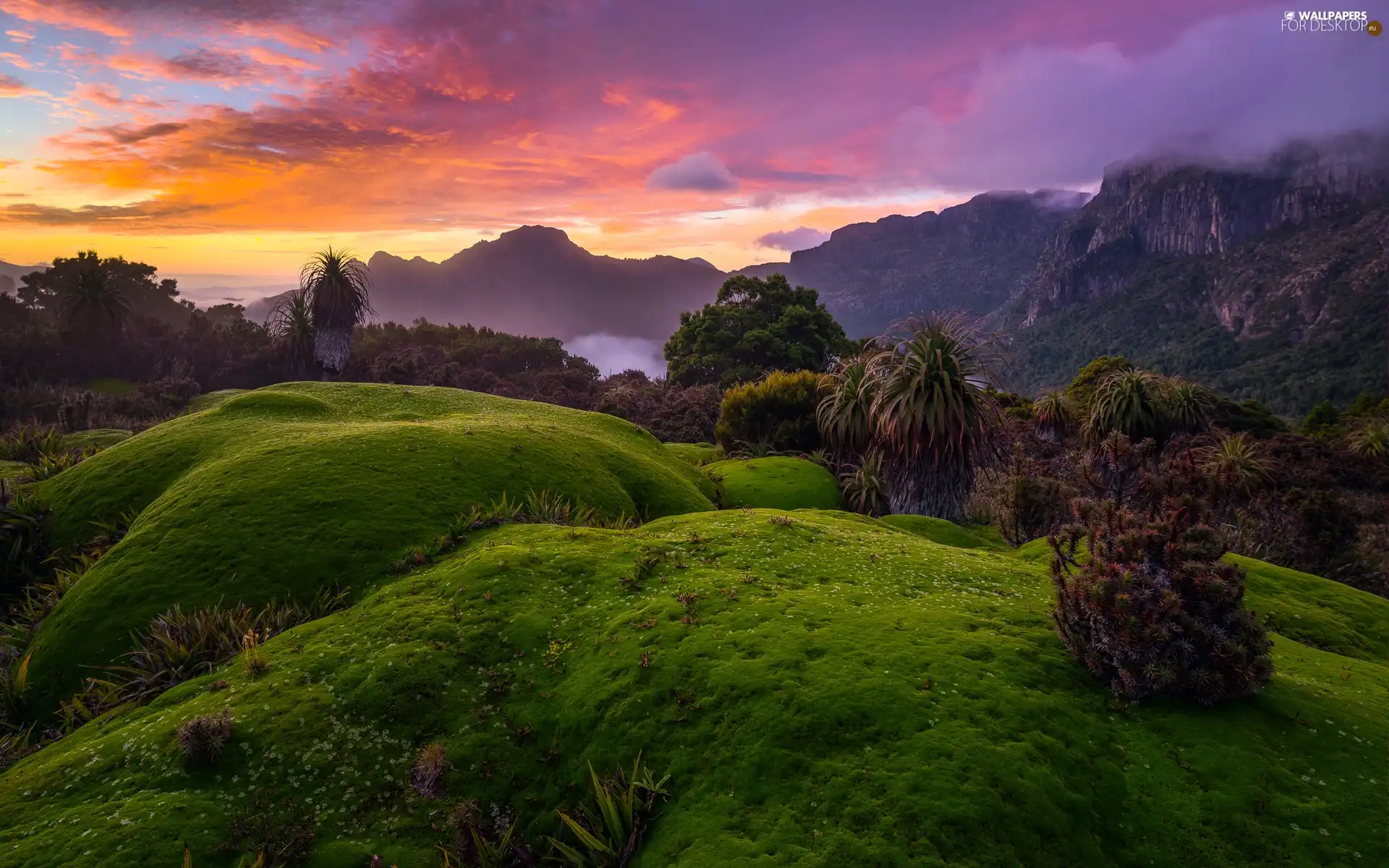 sun, The Hills, Plants, west, Australia, exotic, Fog