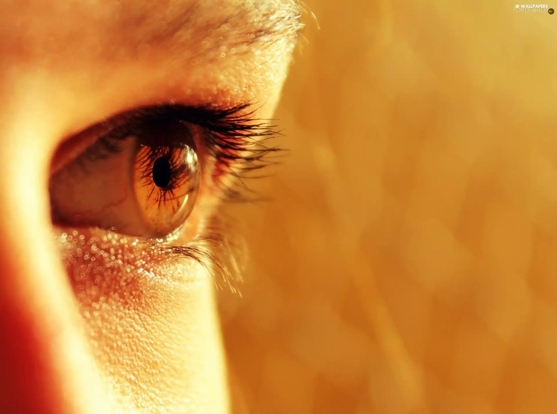 eye, Women, Brown