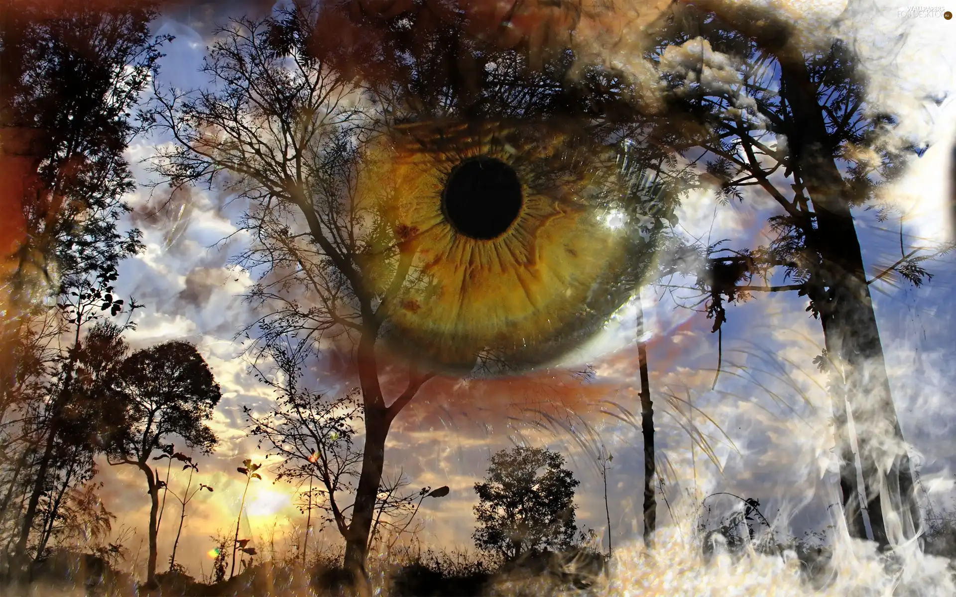 eye, trees, viewes