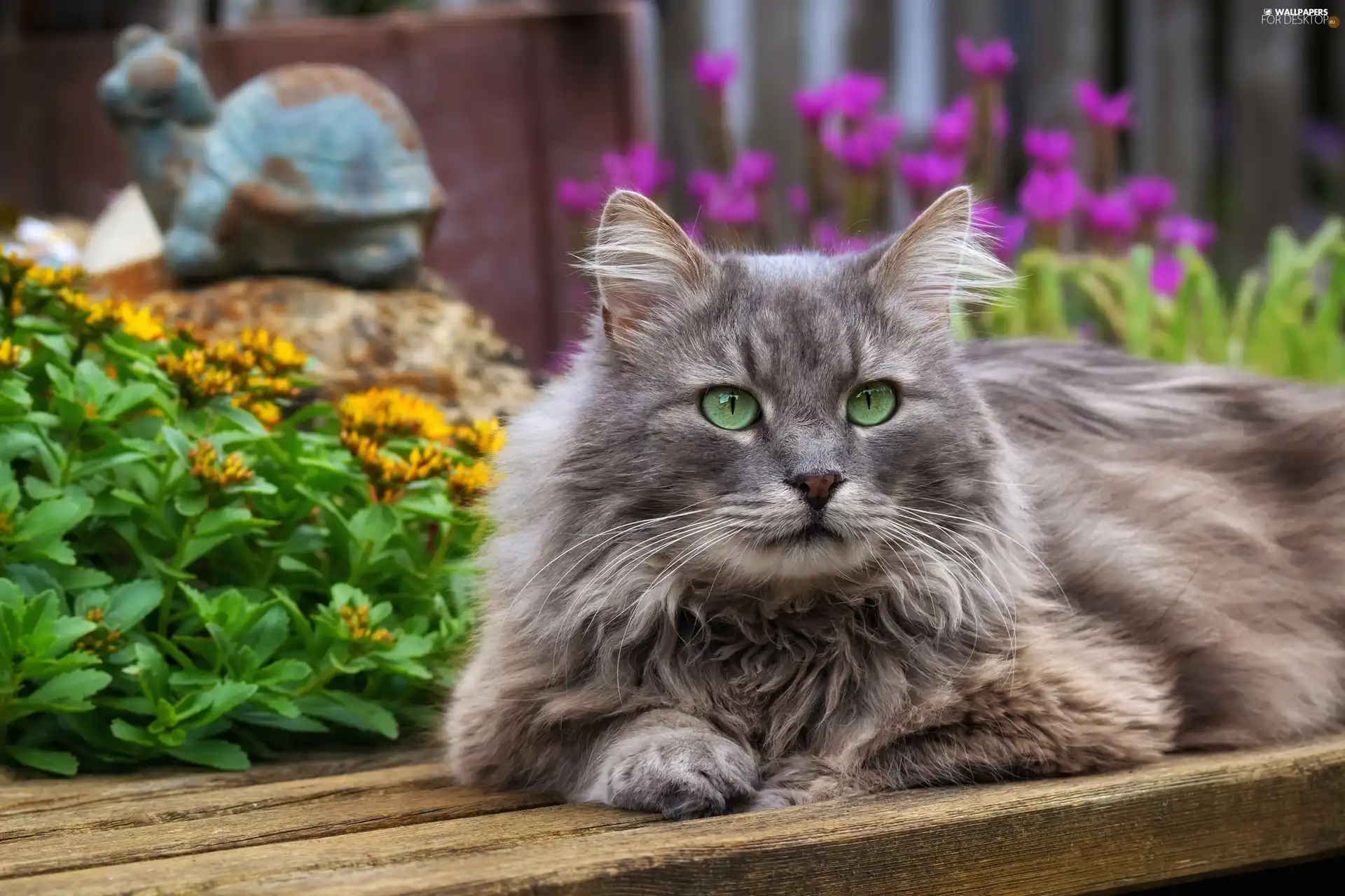 cat, Eyes, Flowers, green ones