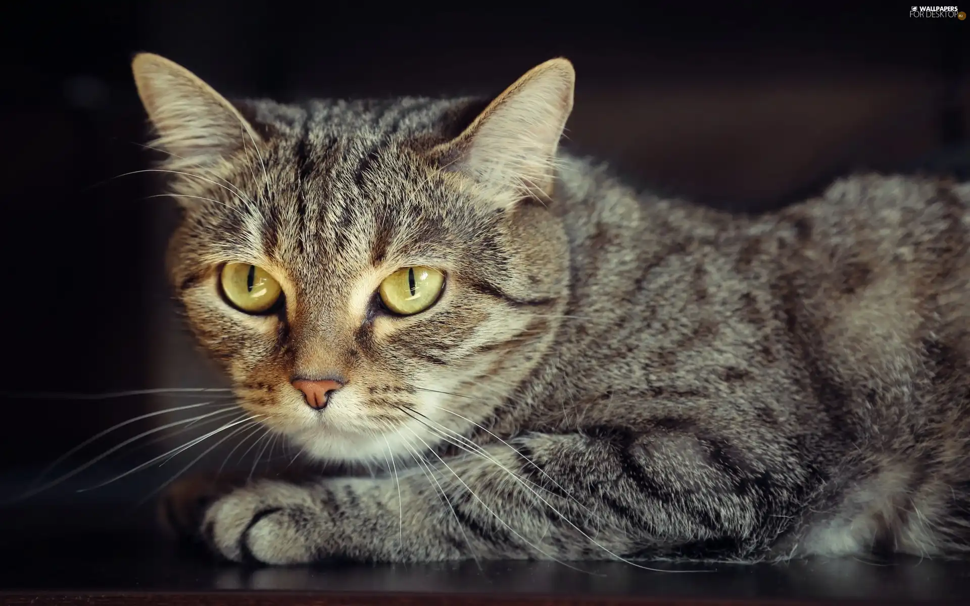 Eyes, Gray, kitten