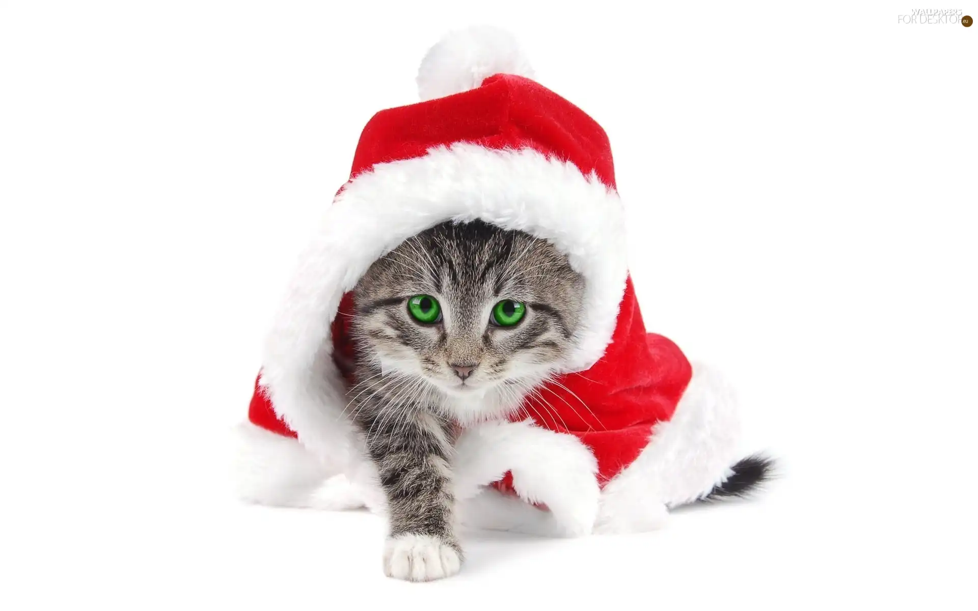 kitten, green ones, Eyes, Bonnet