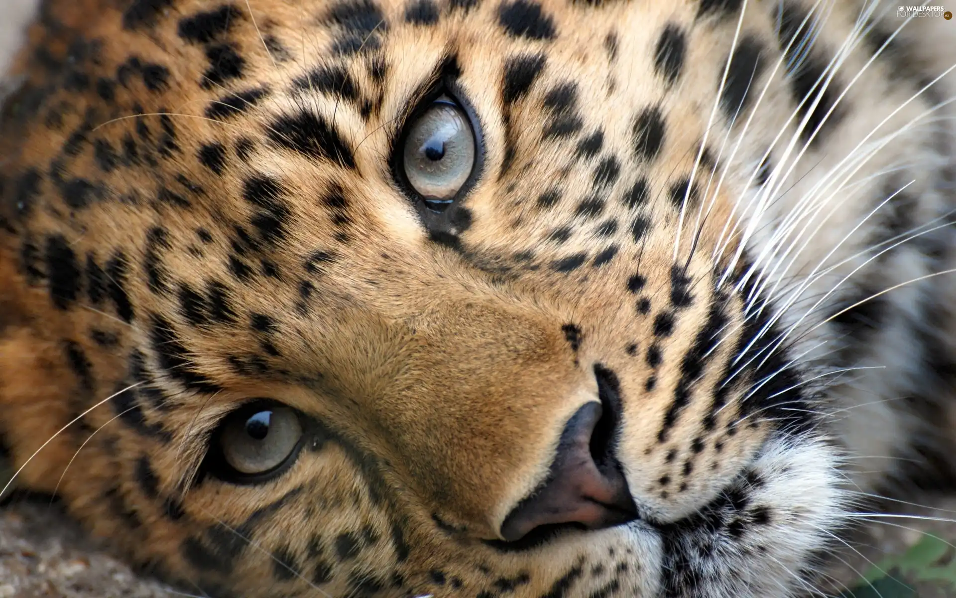 Leopards, Eyes