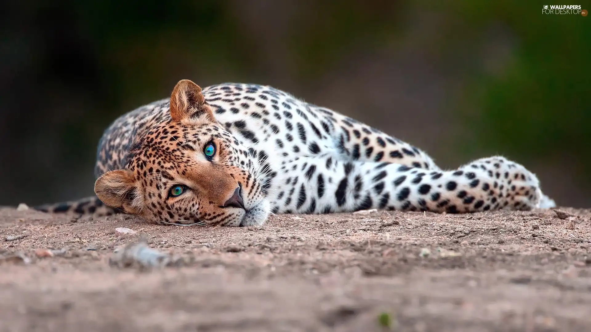 lying, green ones, Eyes, Leopards