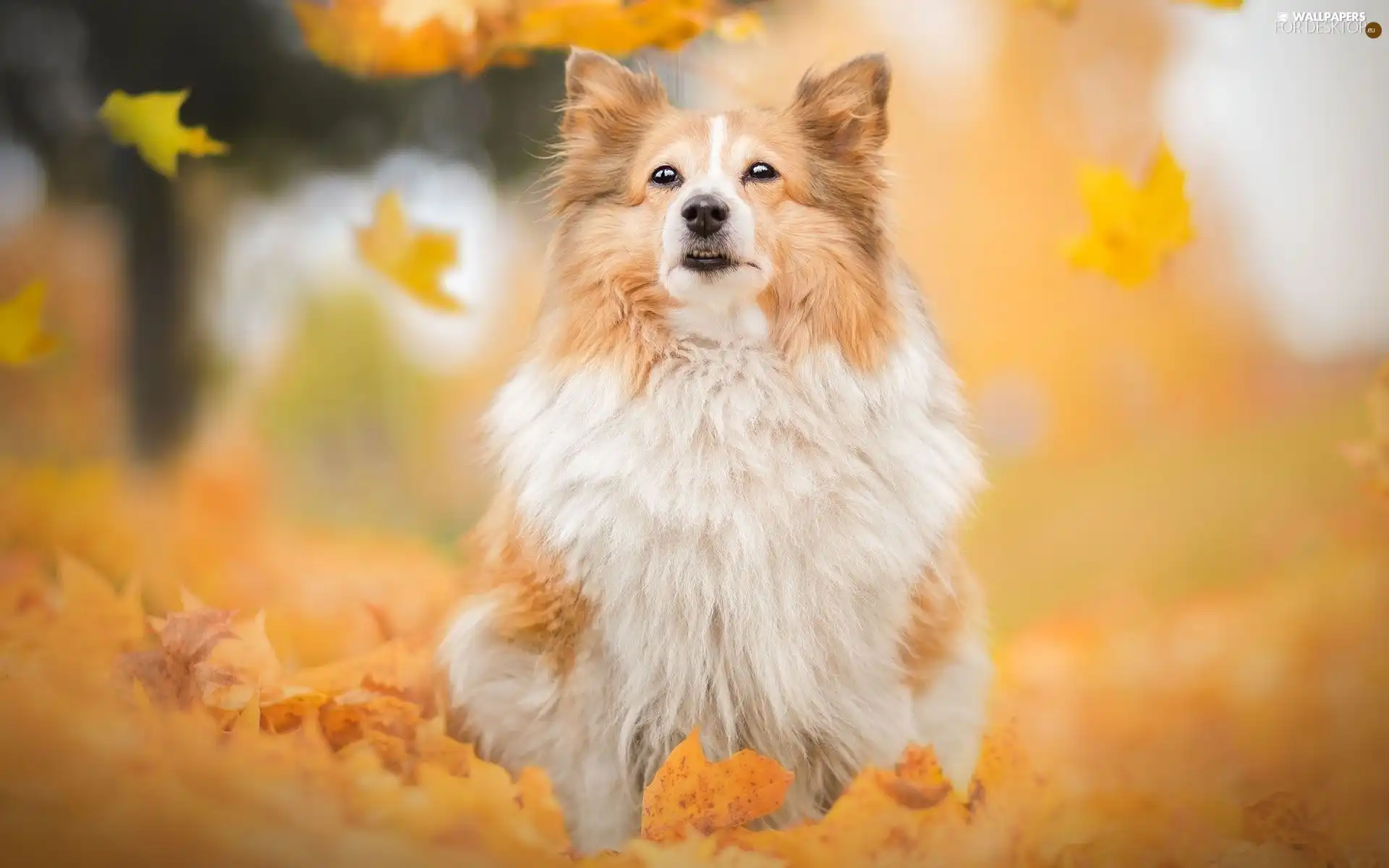 dog, Falling, Leaf, shetland Sheepdog