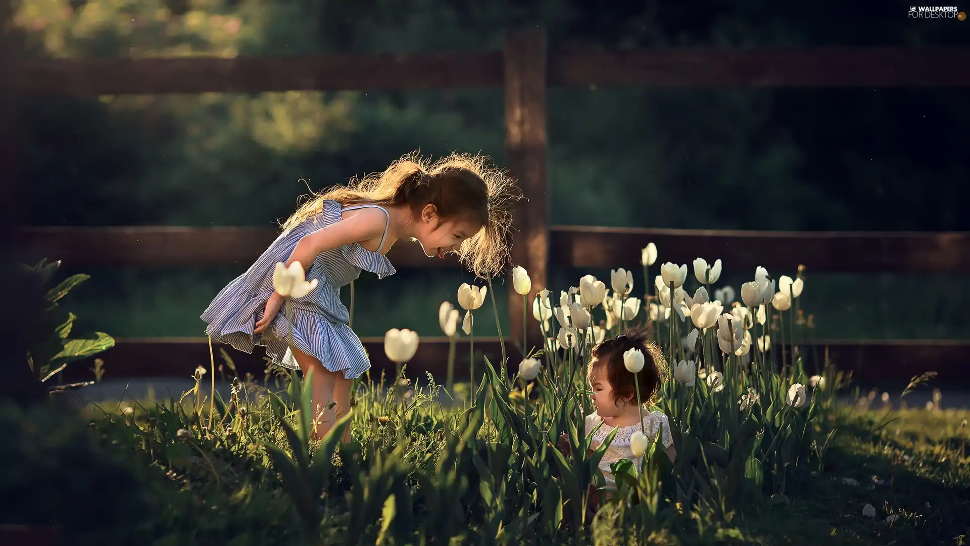 Tulips, Fance, girls, White, Kids