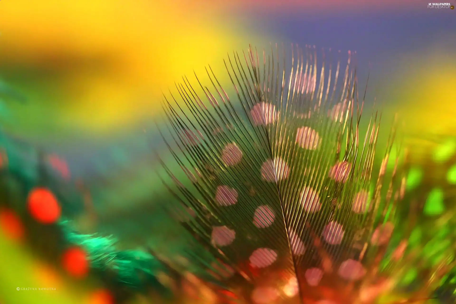Close, feather