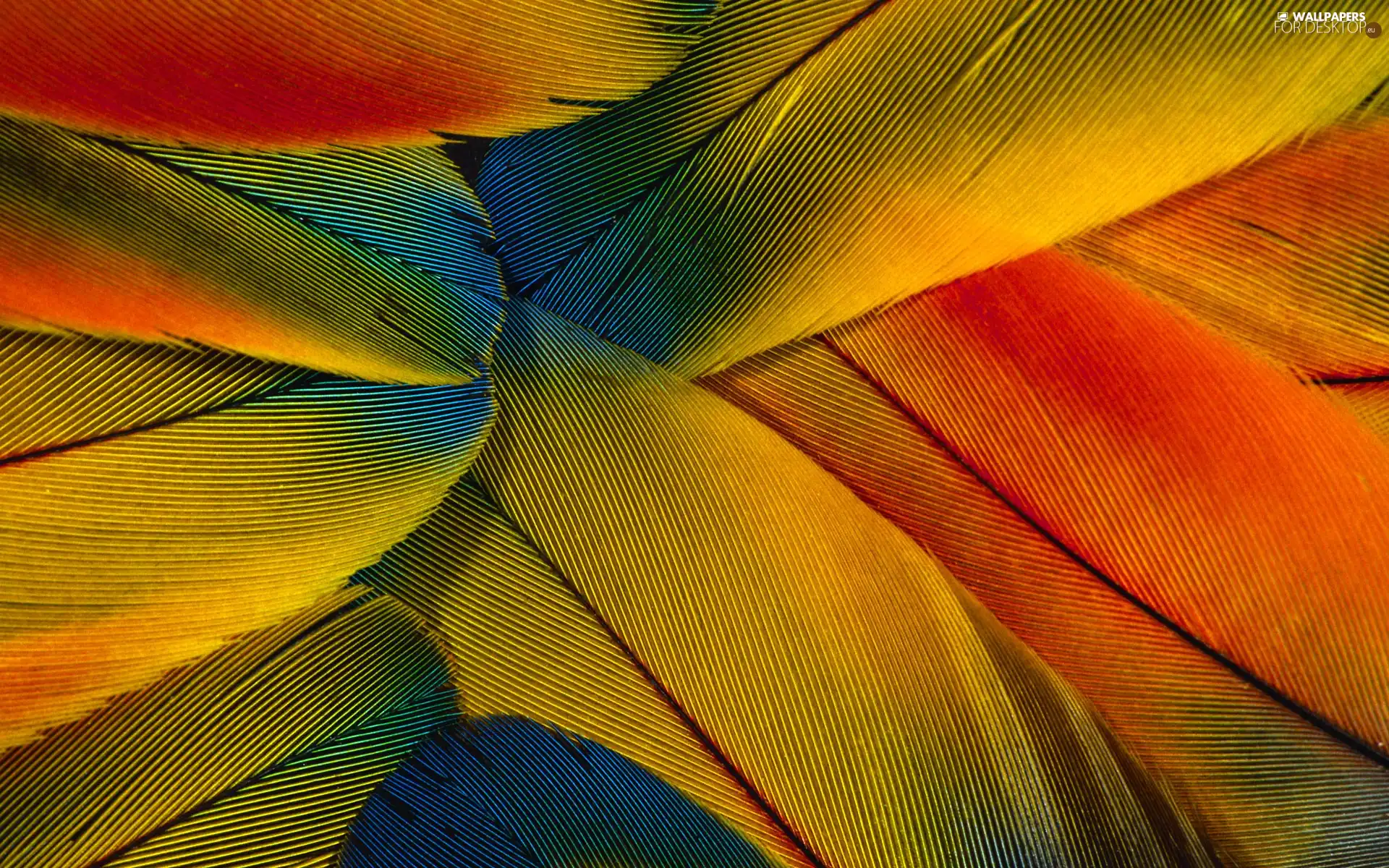 color, feather