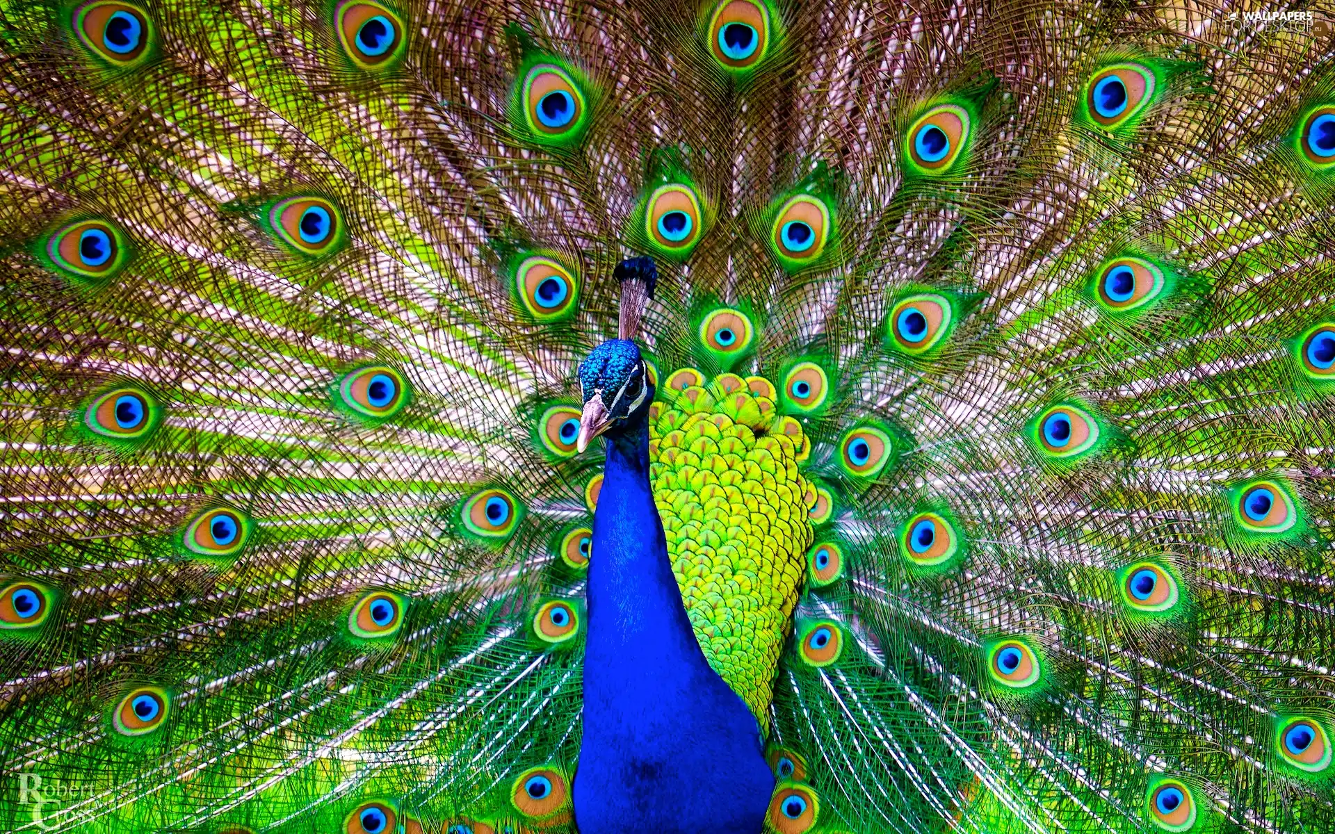tail, feather, peacock, Outstretched, Bird