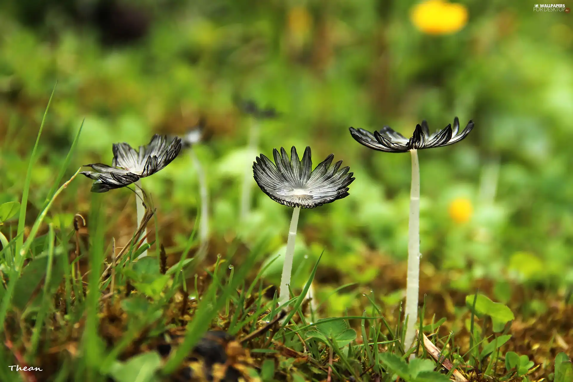 feet, mushrooms, hats