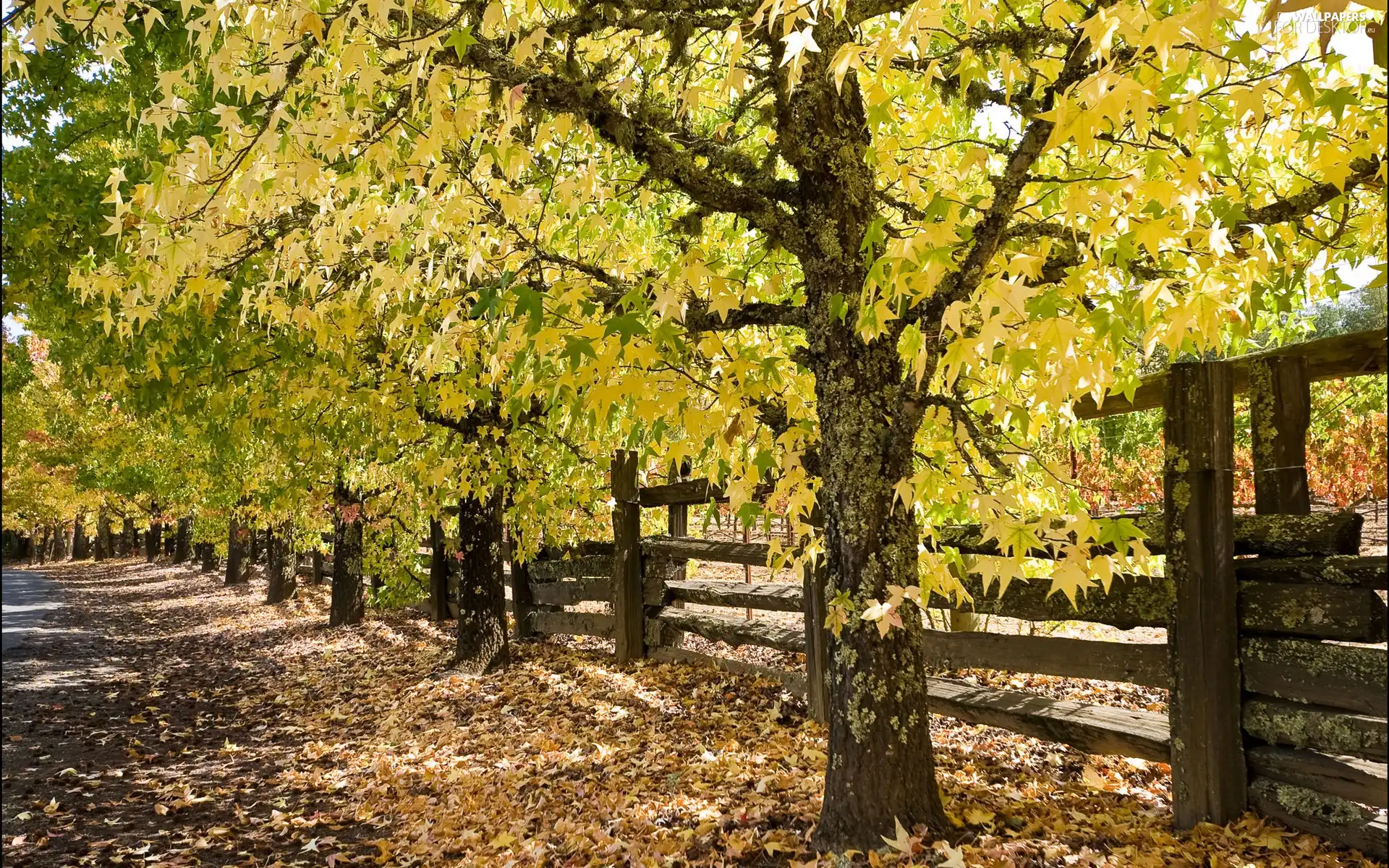 viewes, Way, fence, autumn, Leaf, trees