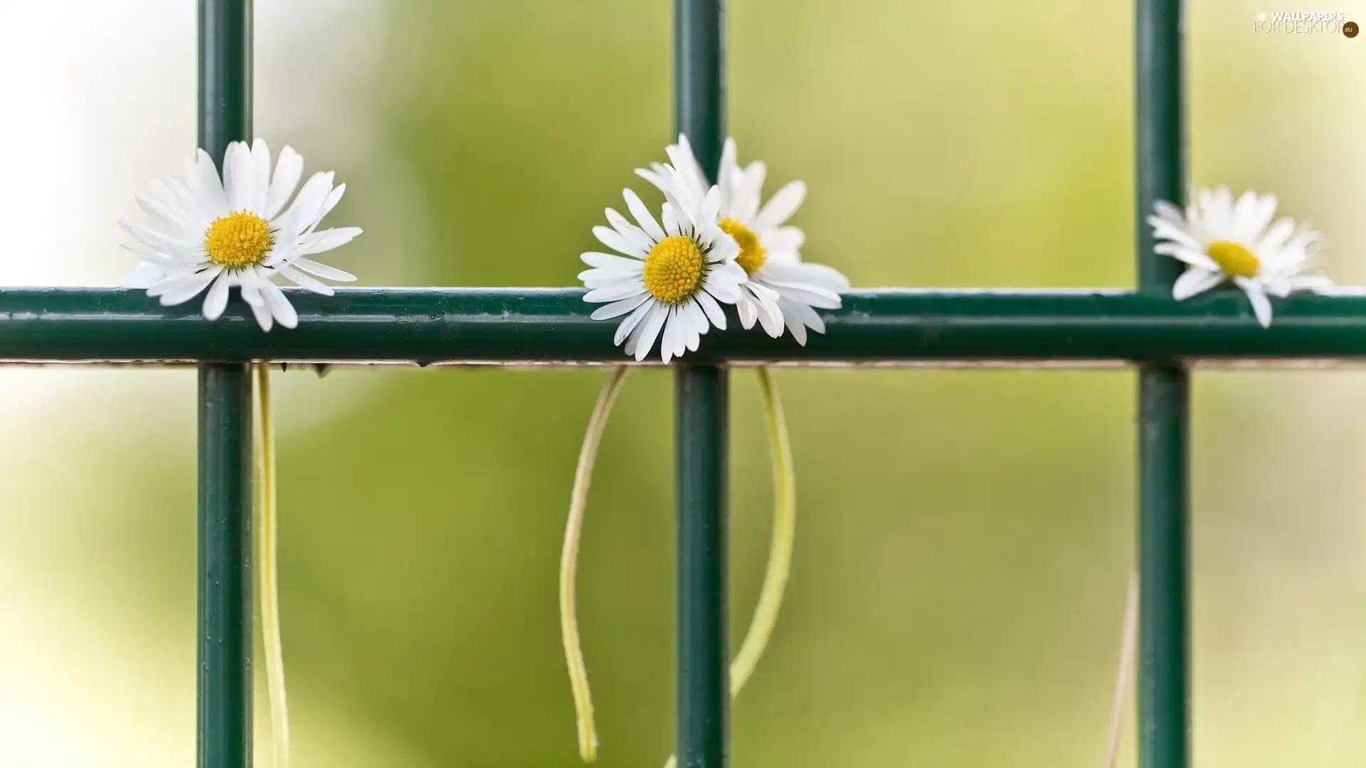 daisies, fence