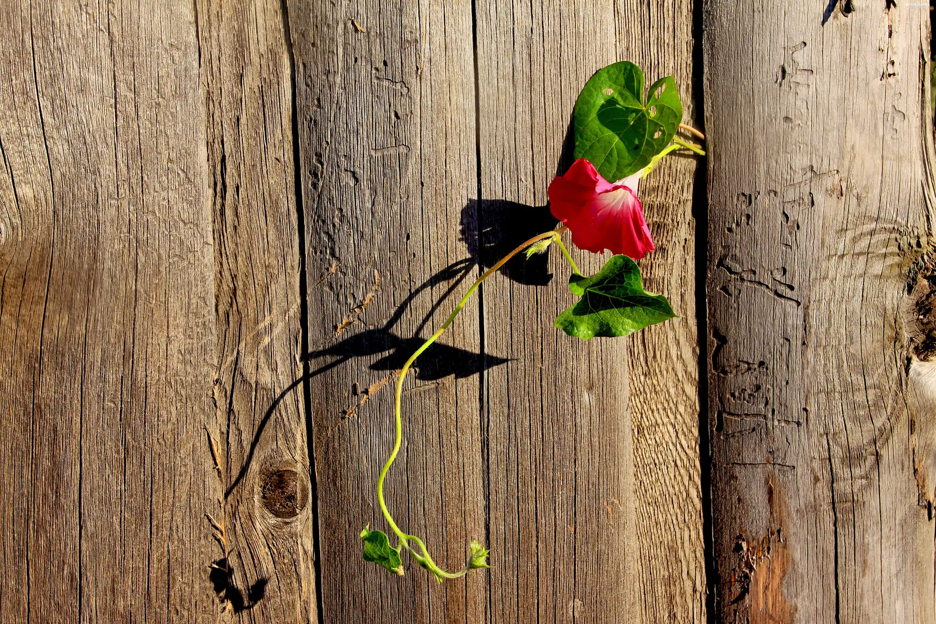 Colourfull Flowers, Wilec, fence, creeping