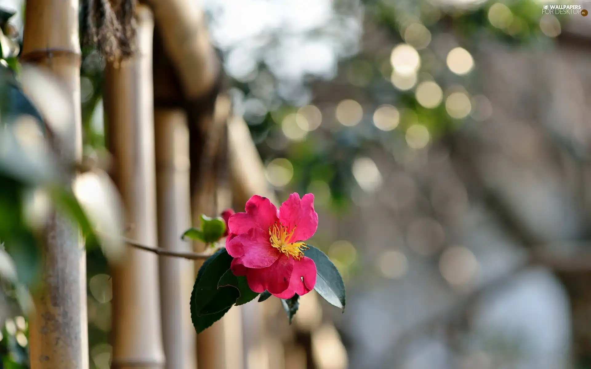 fence, Wild, rose