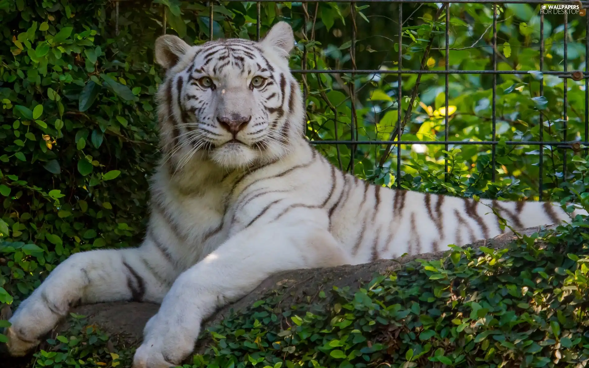 White, Bush, fence, tiger