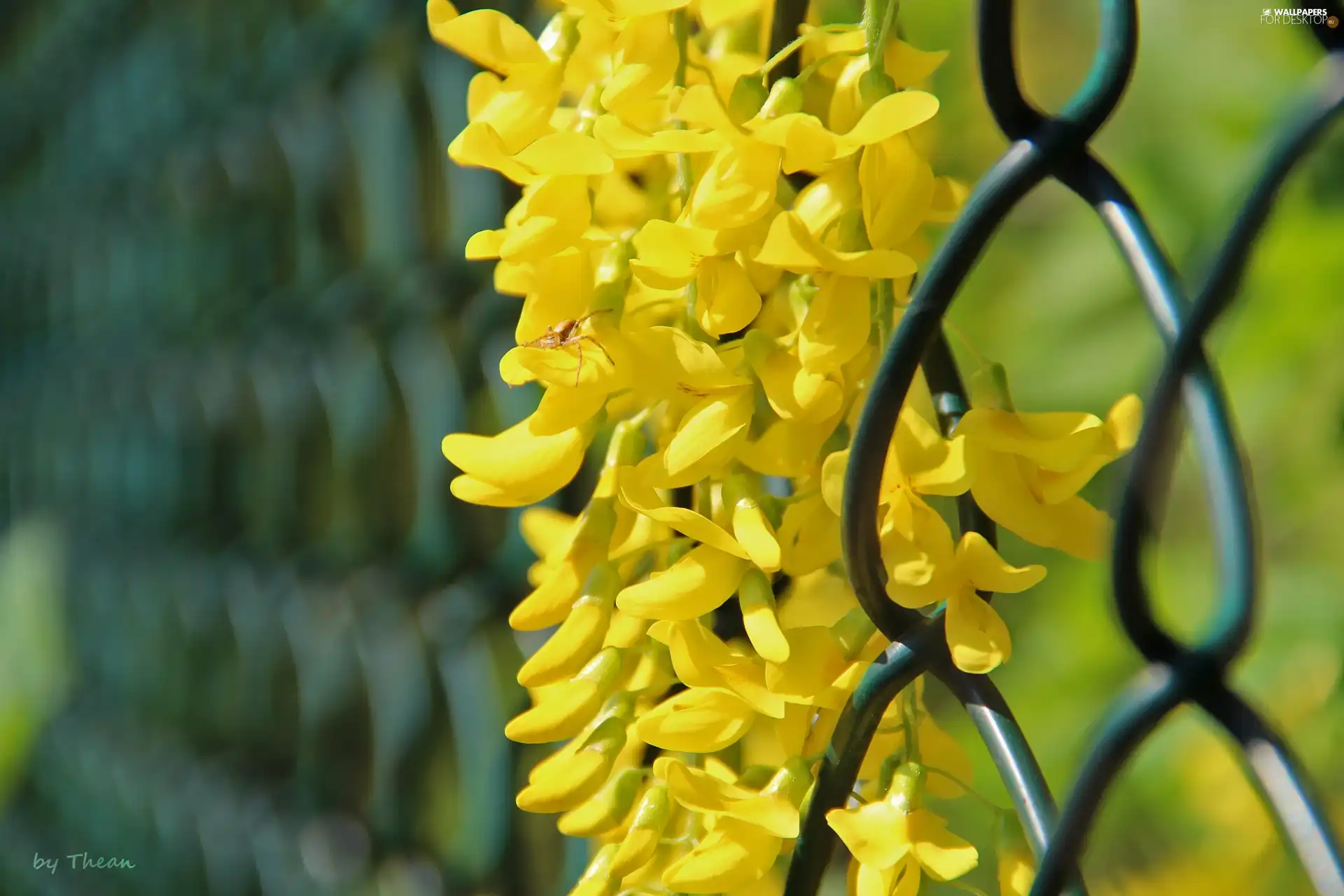 net, fencing, Flowers, Laburnum, Yellow