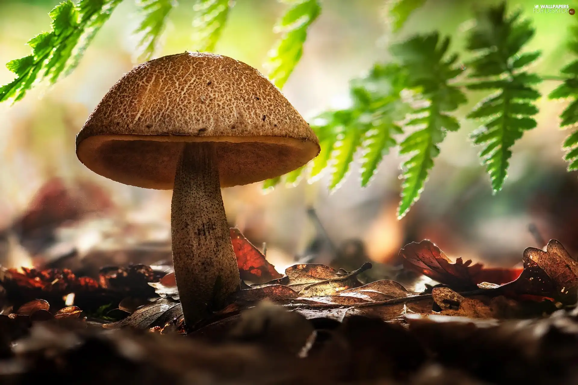 Fern, Mushrooms, Leaf