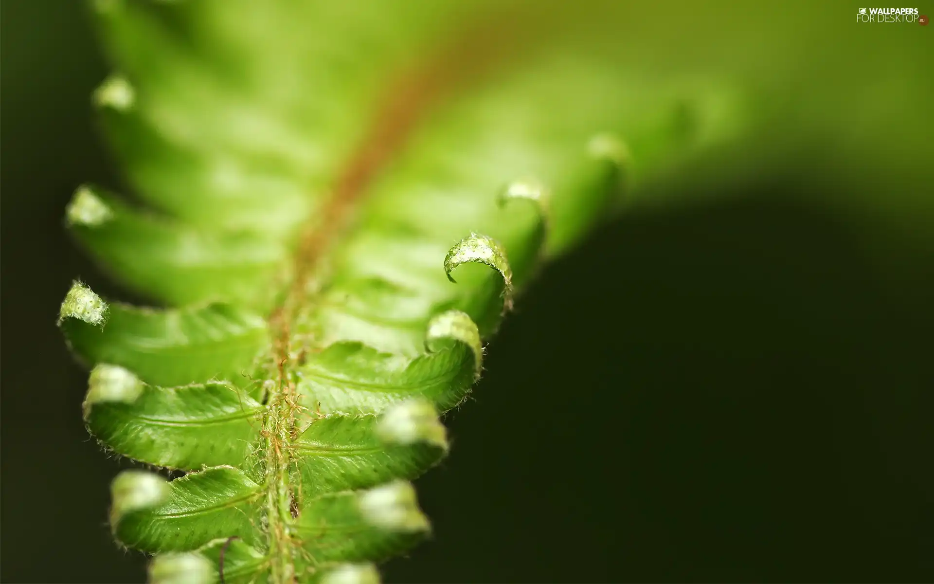 leaf, fern