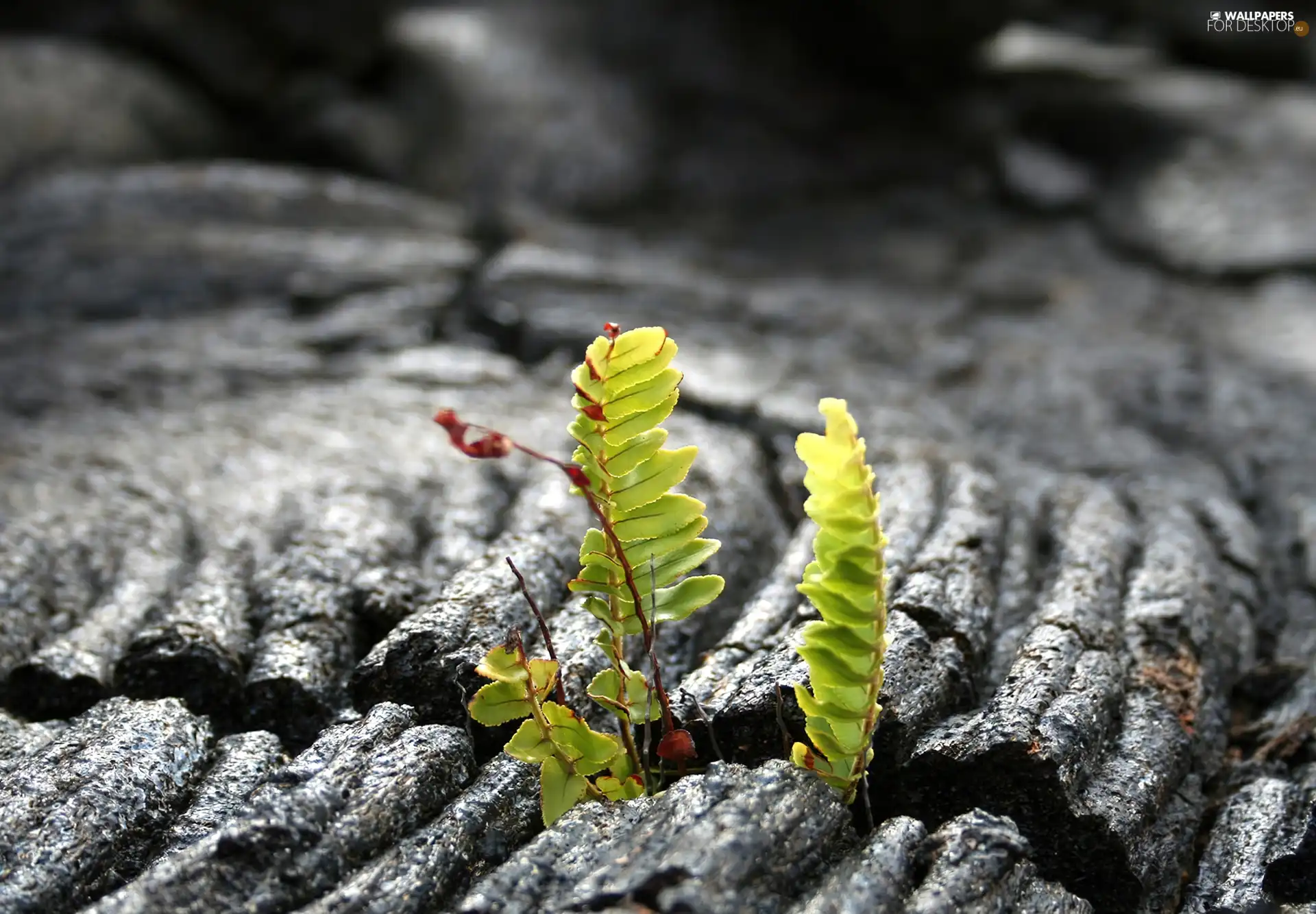 fern, change, leaves