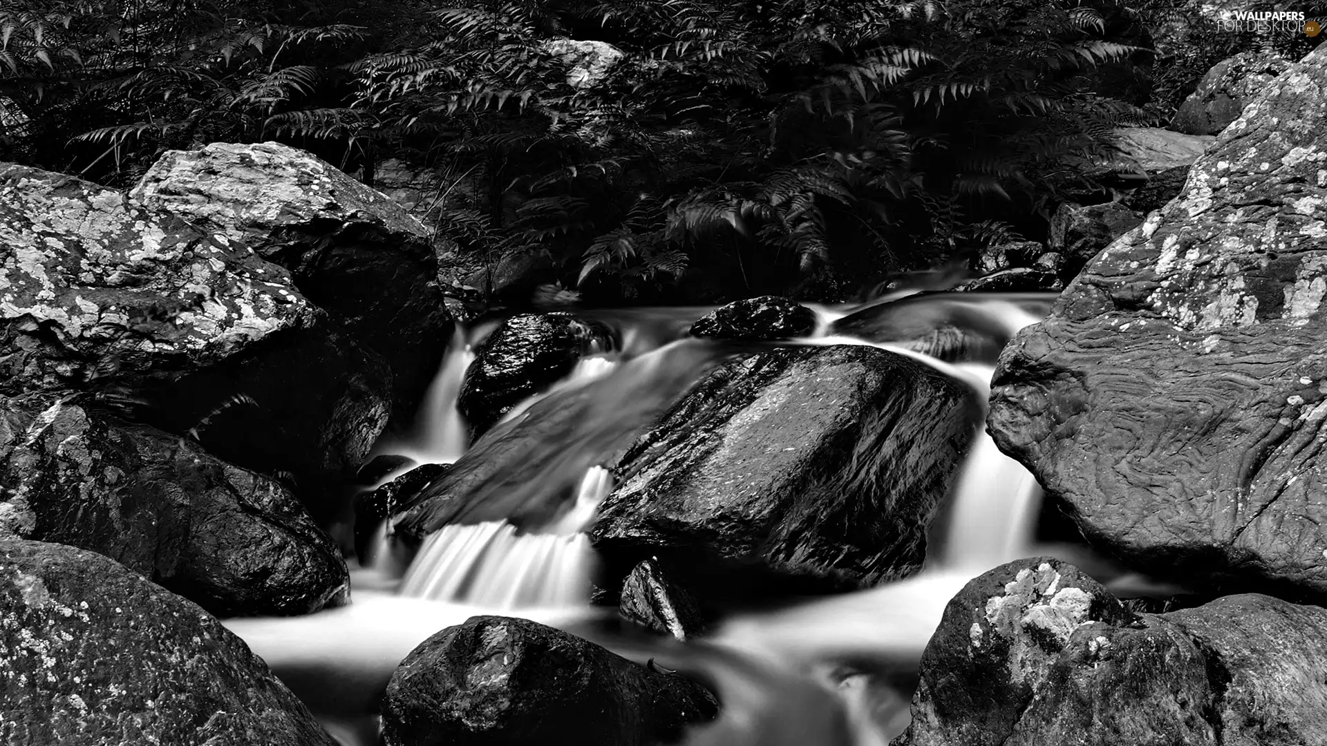 fern, stream, Stones