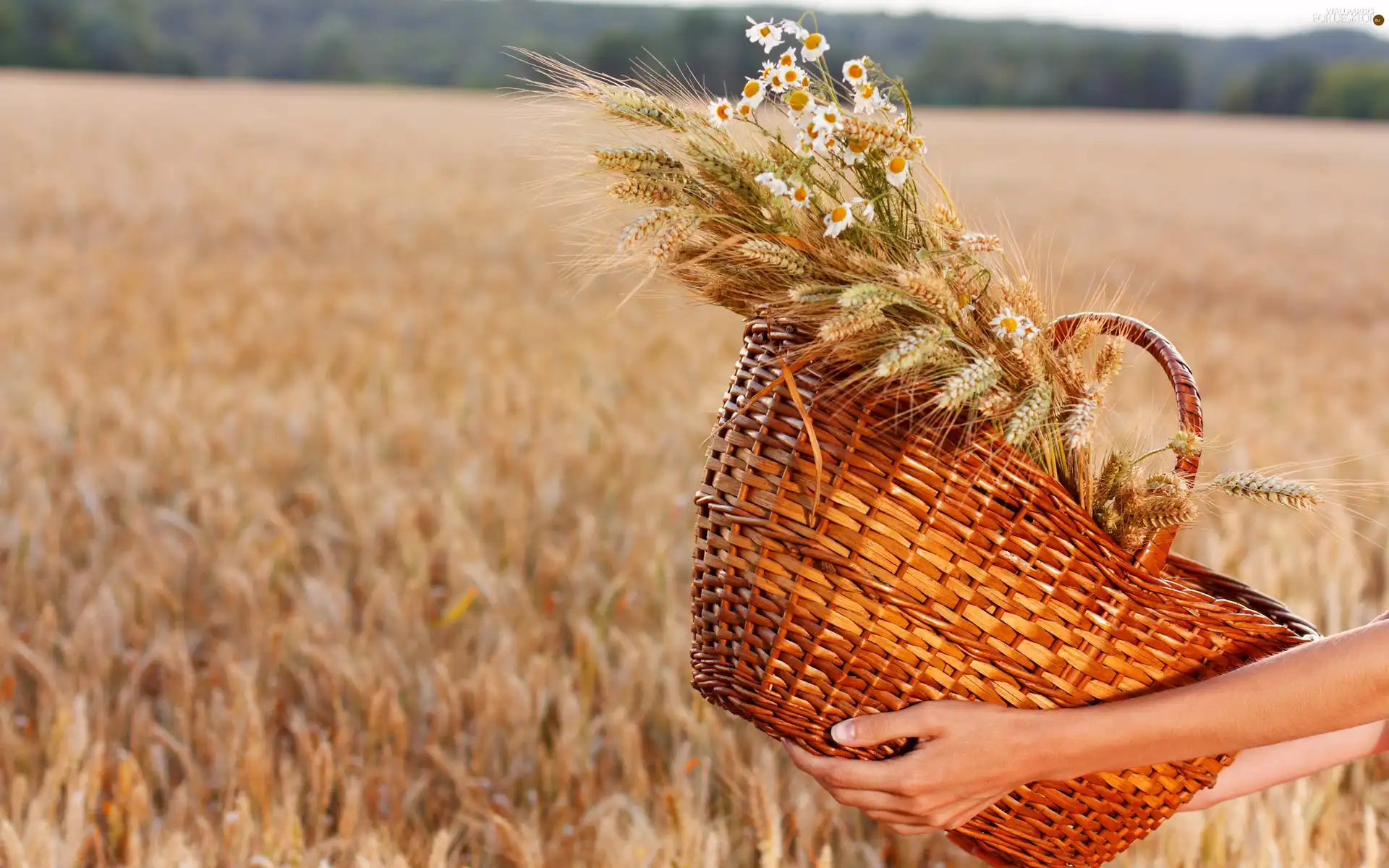 chamomile, basket, Field, corn