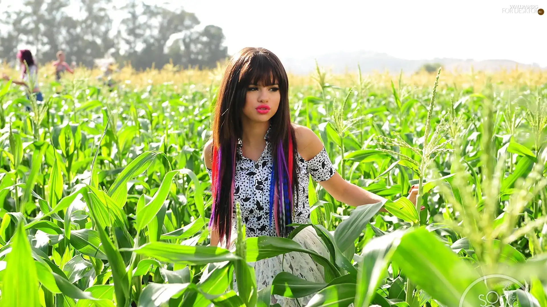 Field, corn-cob, color, Hair, Women