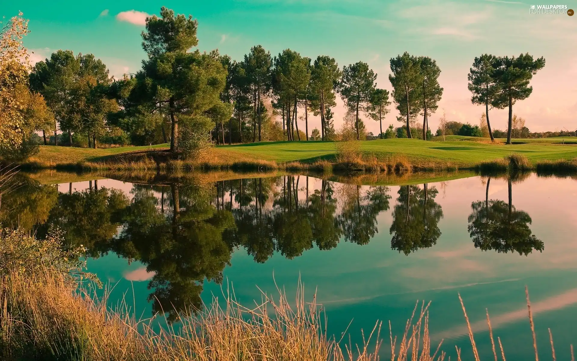 Field, Course, viewes, Pond, trees