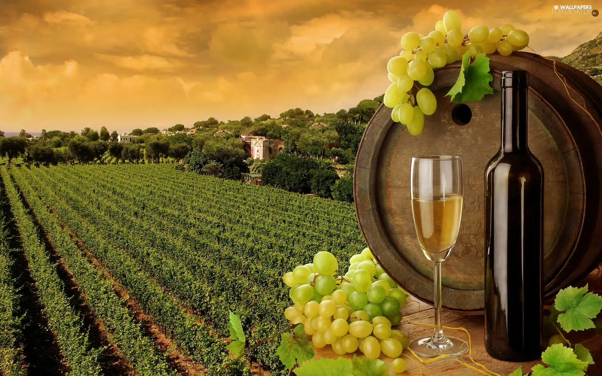 grapes, wine glass, Field, barrel