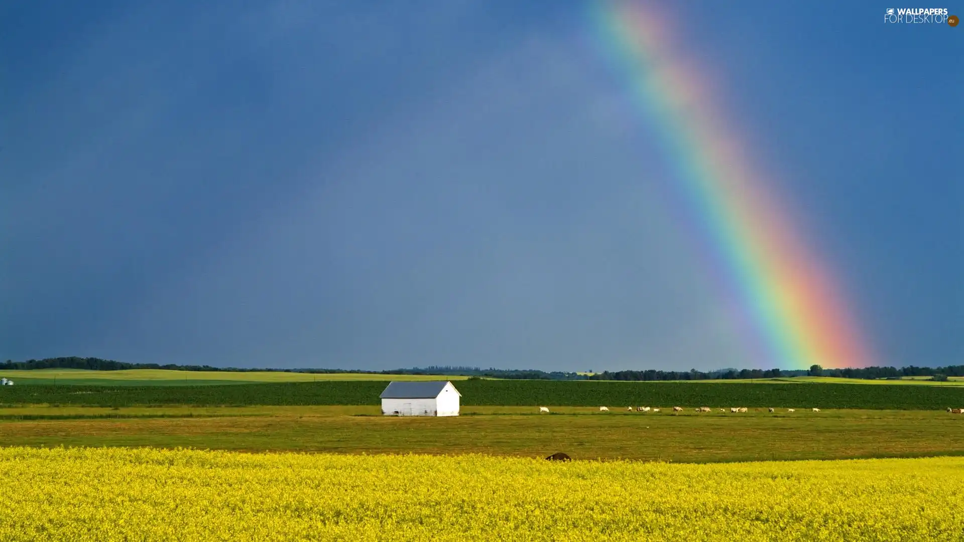 rape, Great Rainbows, Field