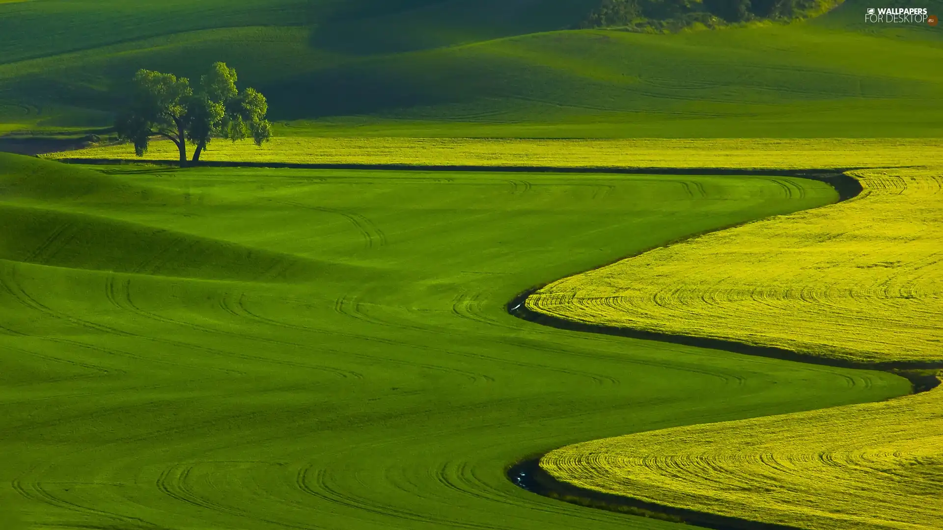 trees, green ones, field