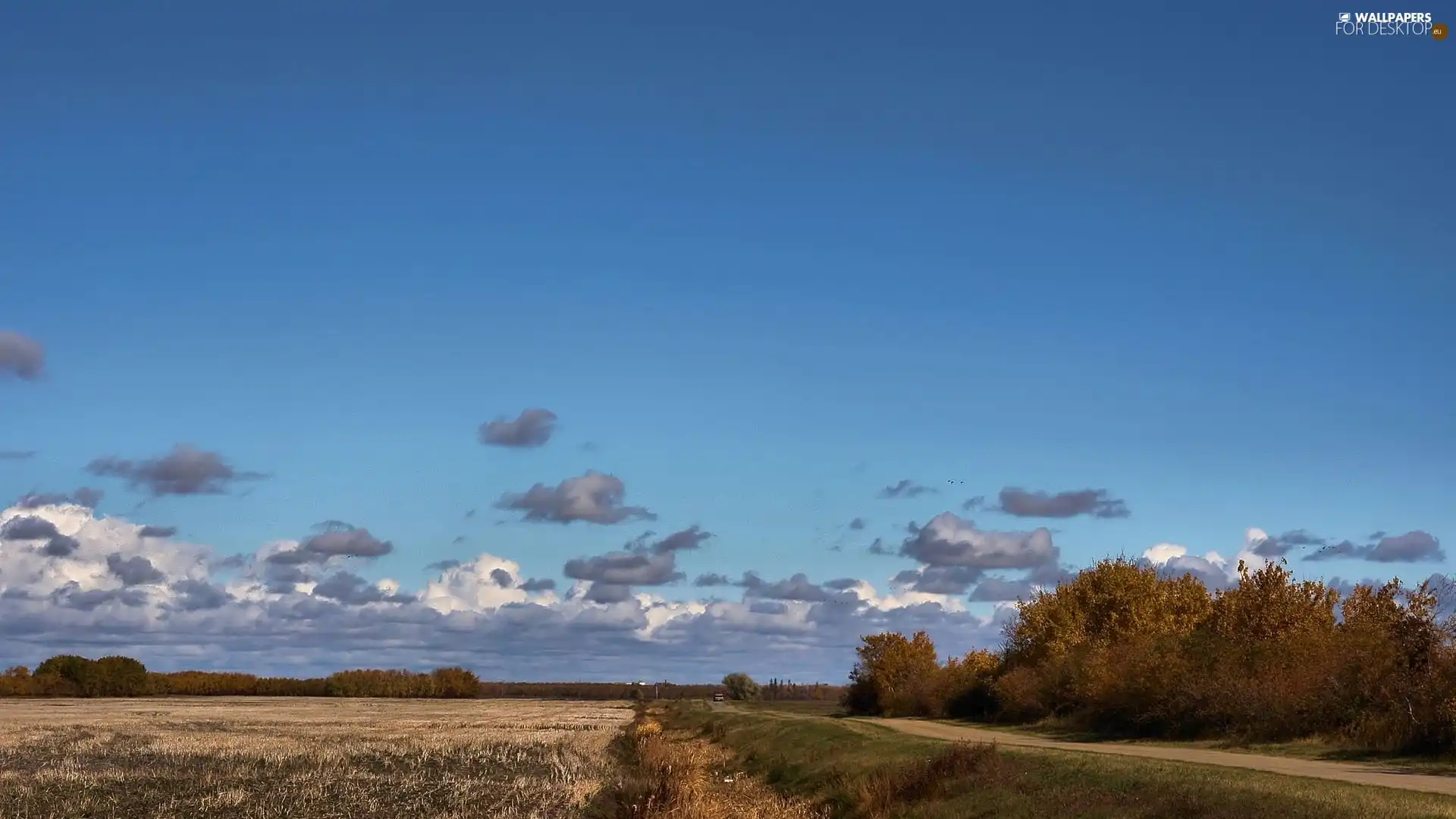 Way, viewes, Field, trees