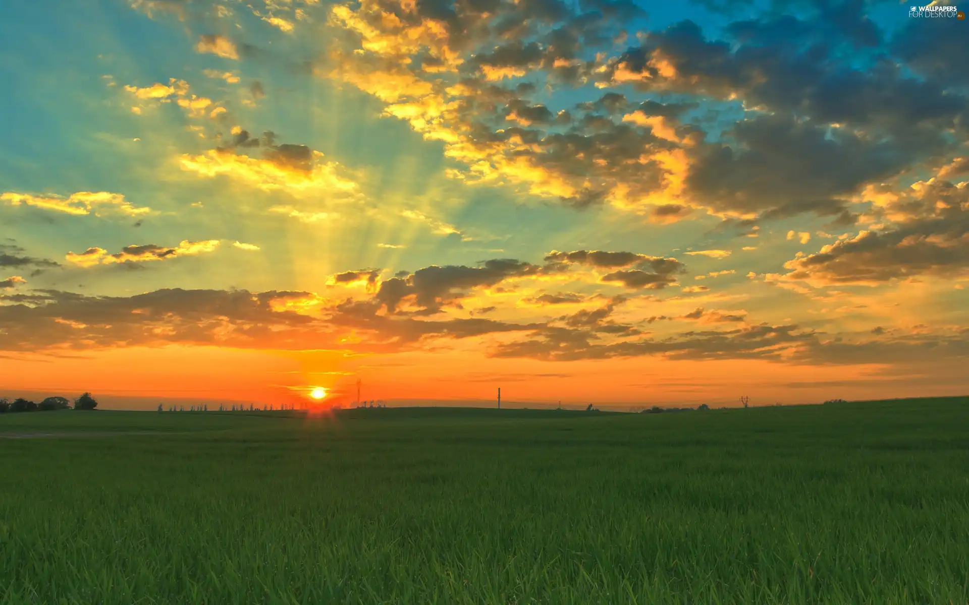 west, green ones, field, sun