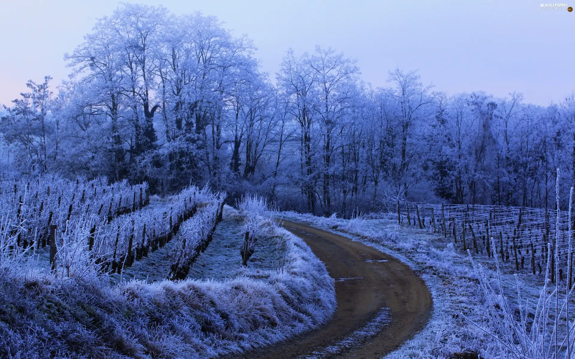 field, winter, trees, viewes, Way