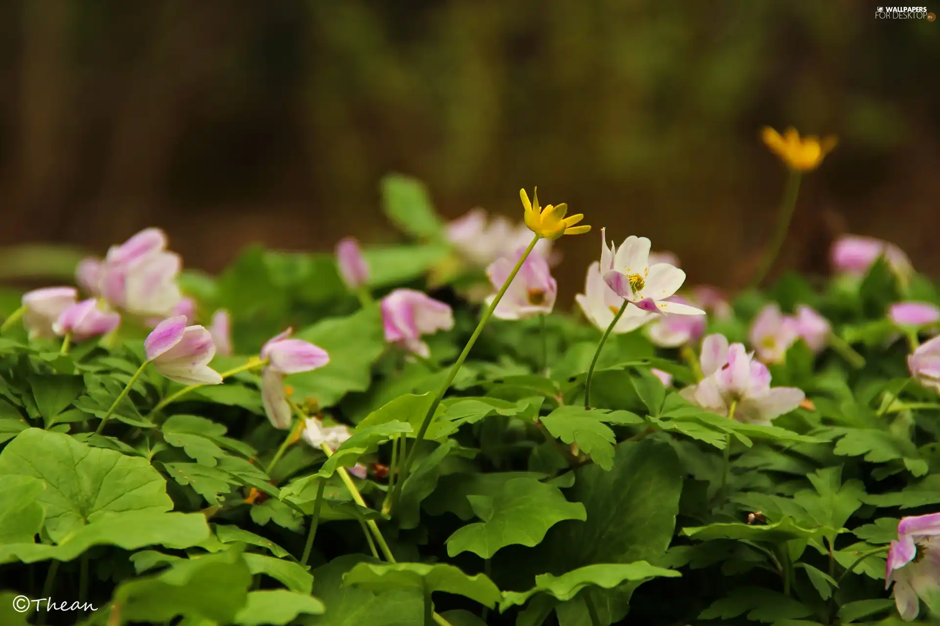 Pink, Yellow, fig buttercup, Anemones